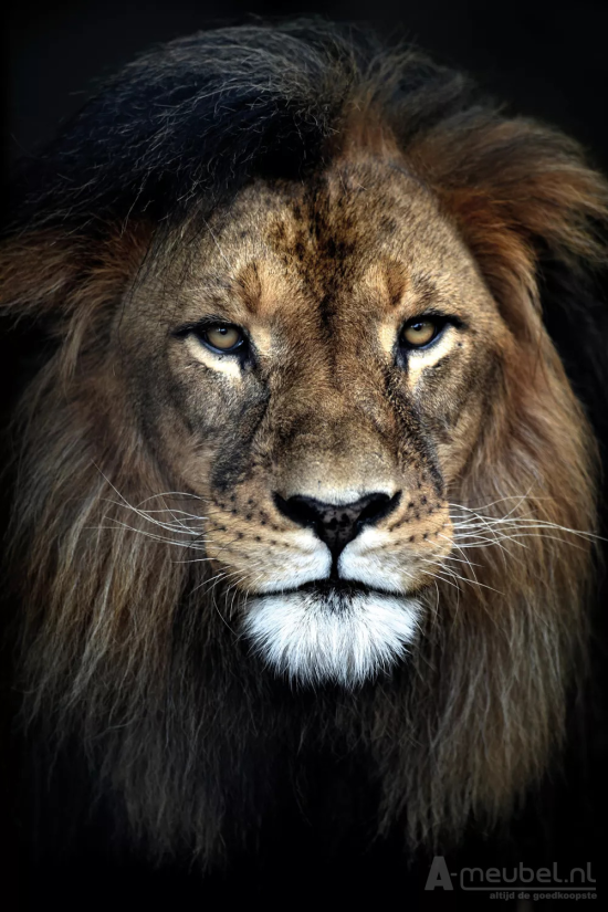 Strong Lion 60cm – A-meubel