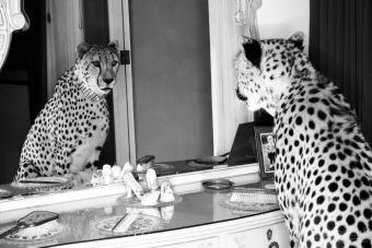 Cheetah looking in mirror 60cm