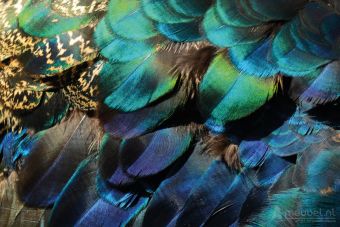 Colorful Peacock Feathers 60cm