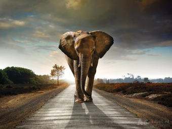 Elephant Walking On Road 60cm