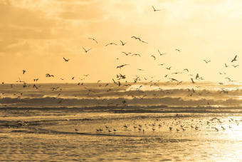 Flying Seagulls 60cm