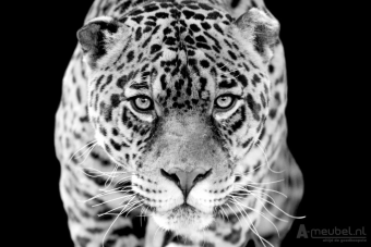 Jaguar 60cm