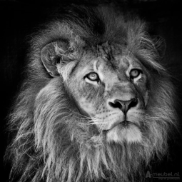 Lion Close-up I 60cm