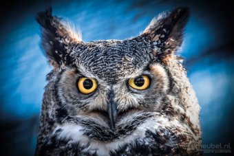 Owl portrait 60cm