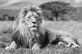 Lying Lion B&W 60cm