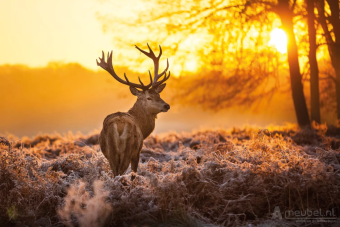 Red Deer In Morning Sun 60cm