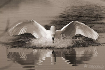 Swan 60cm