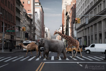 To The Zoo 60cm