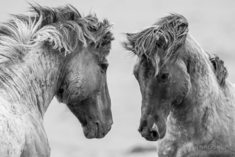 Workhorses 60cm
